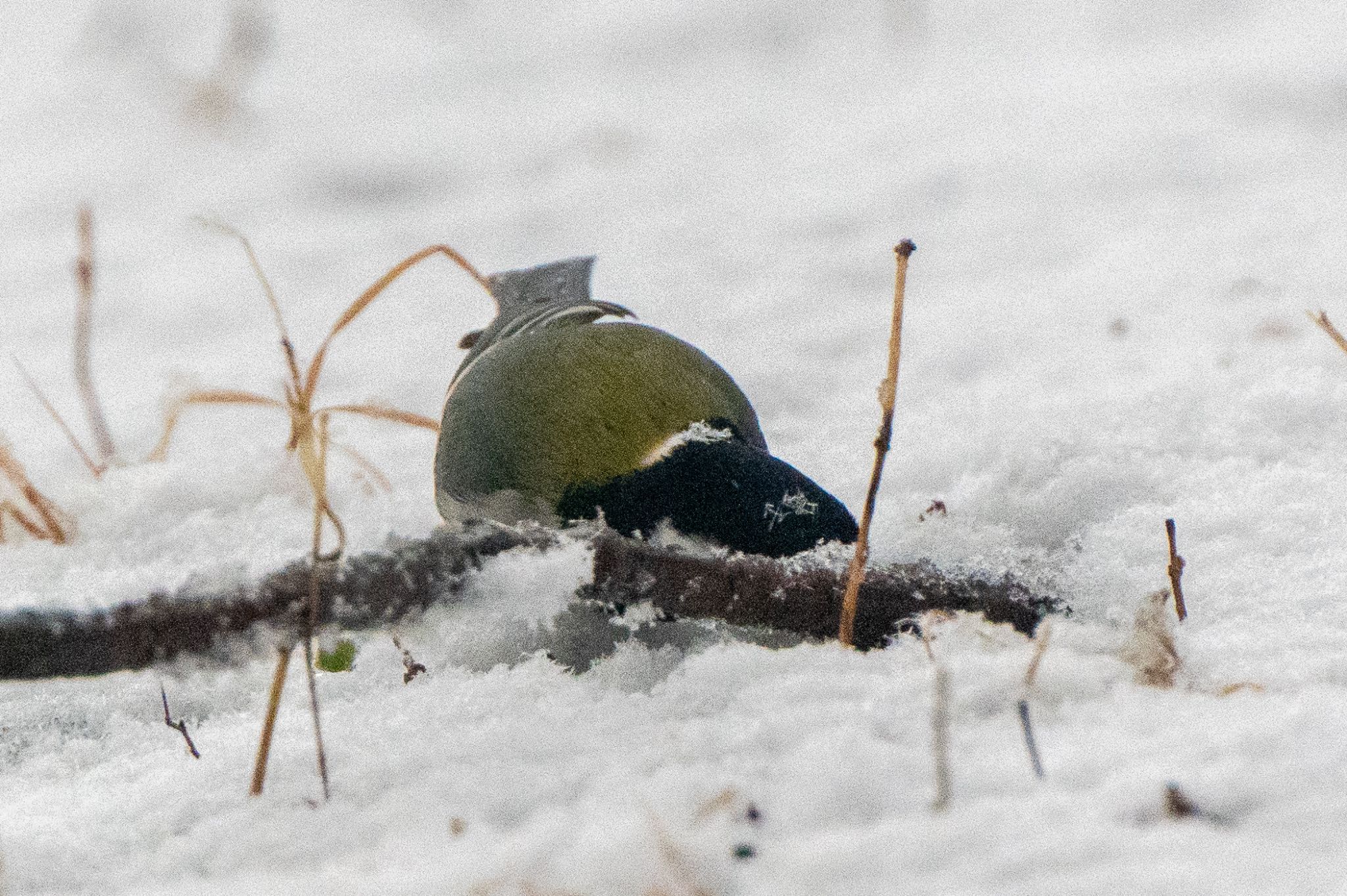 Japanese Tit