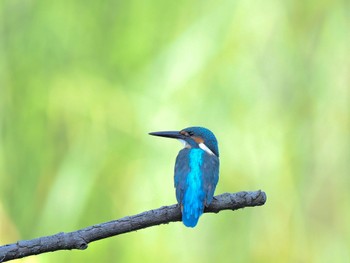 Common Kingfisher 泉の森公園 Sat, 8/19/2023