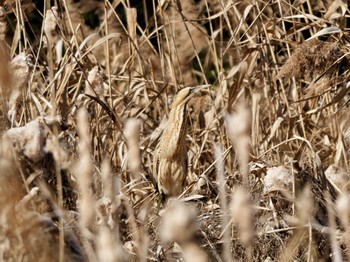 Eurasian Bittern 堺市 Sat, 2/3/2024