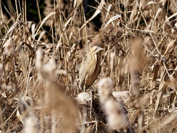 Eurasian Bittern 堺市 Sat, 2/3/2024