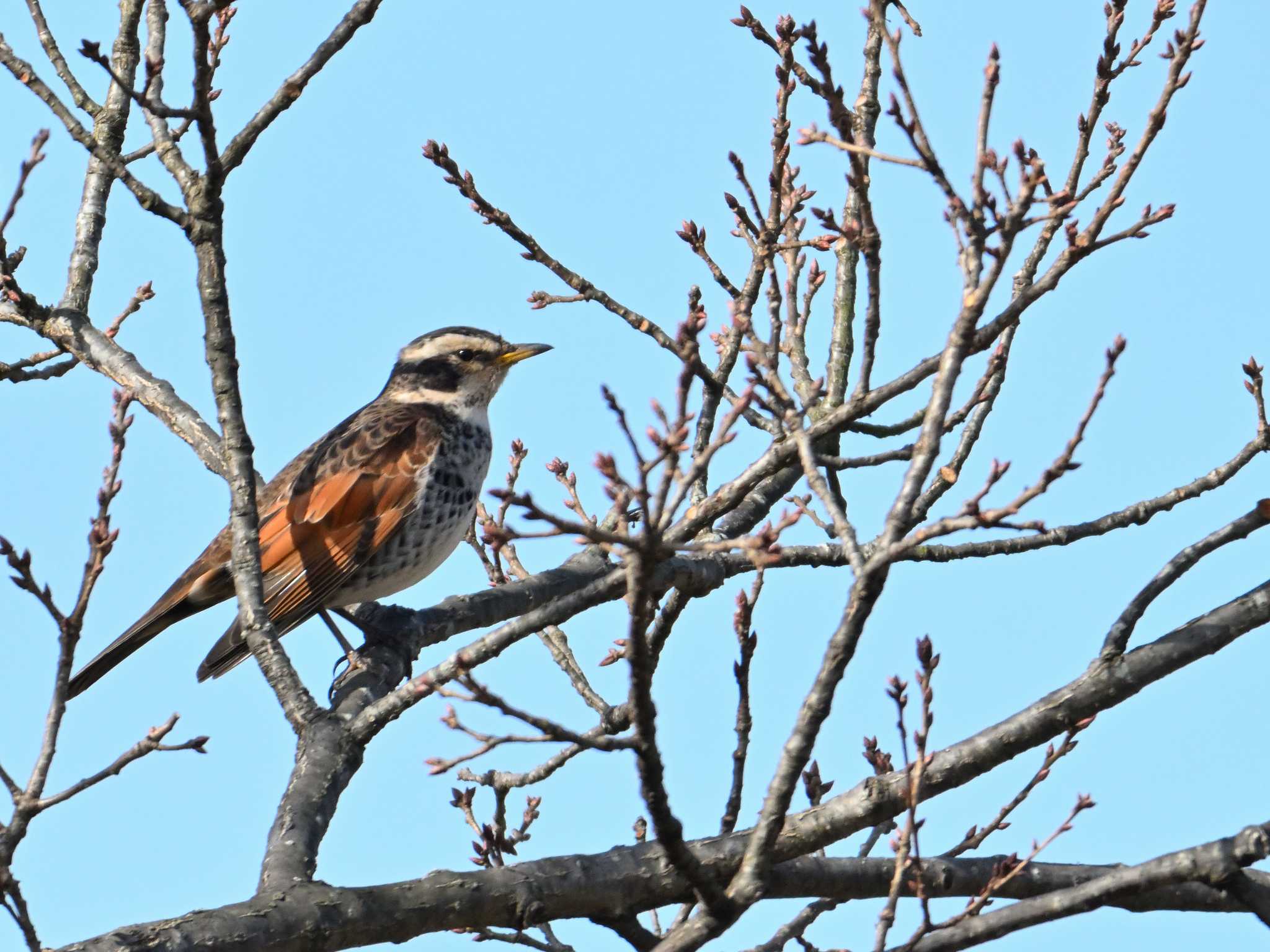 Dusky Thrush