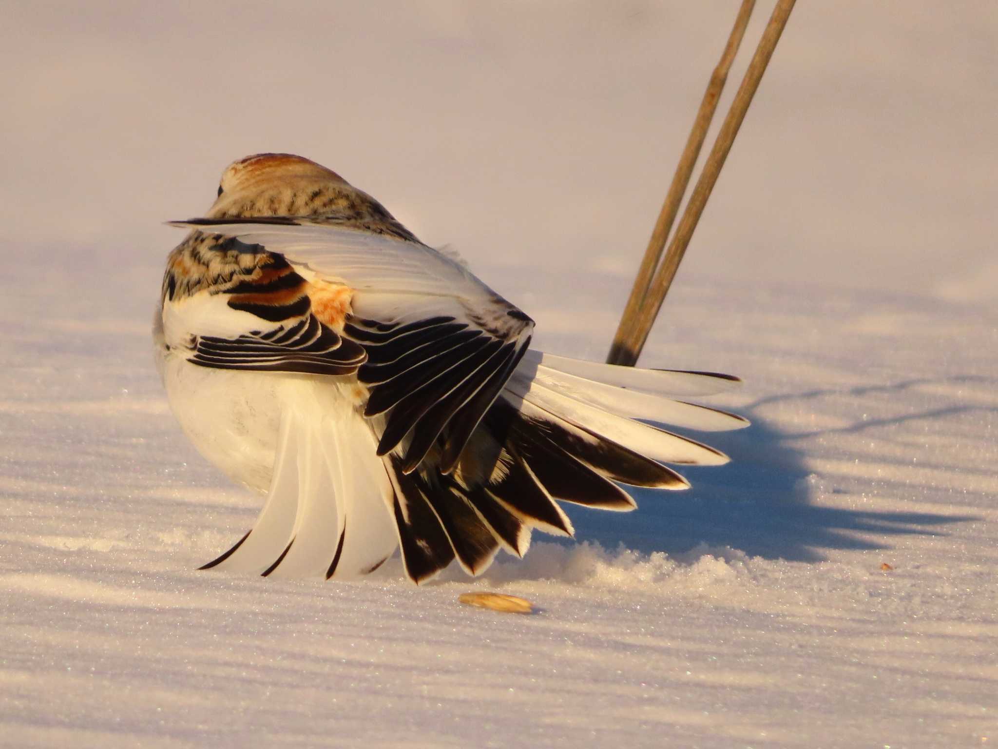 Snow Bunting