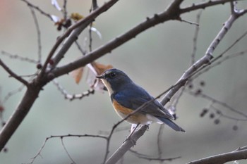 ルリビタキ 庚申山総合公園 2023年12月9日(土)