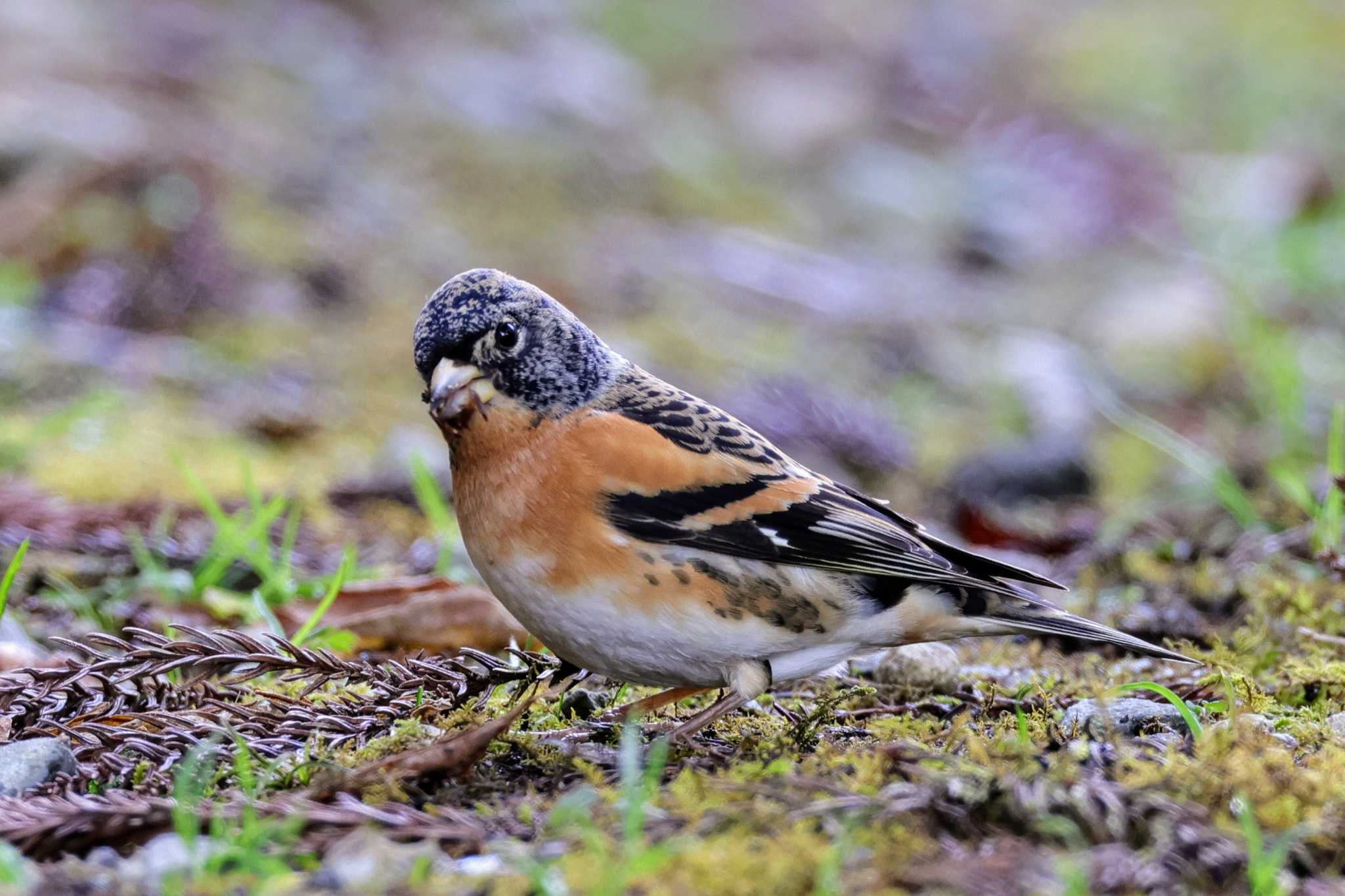 Photo of Brambling at 兵庫県立ゆめさきの森公園 by トビトチヌ