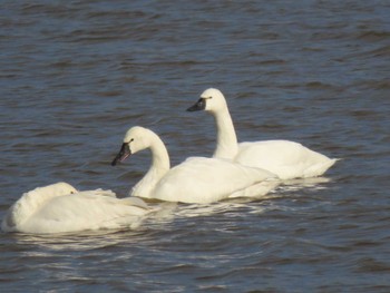 2024年2月3日(土) 伊豆沼の野鳥観察記録