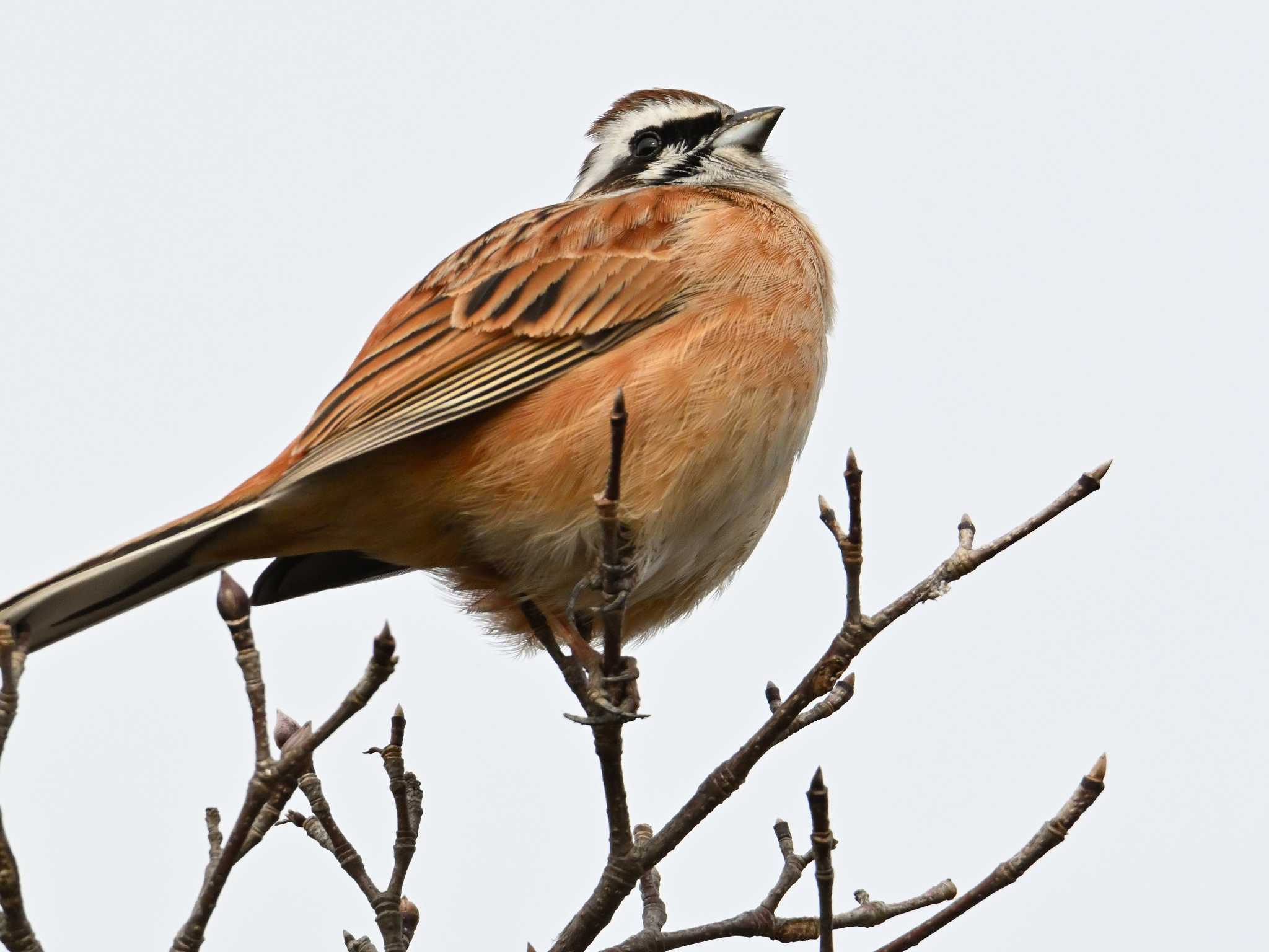 Meadow Bunting