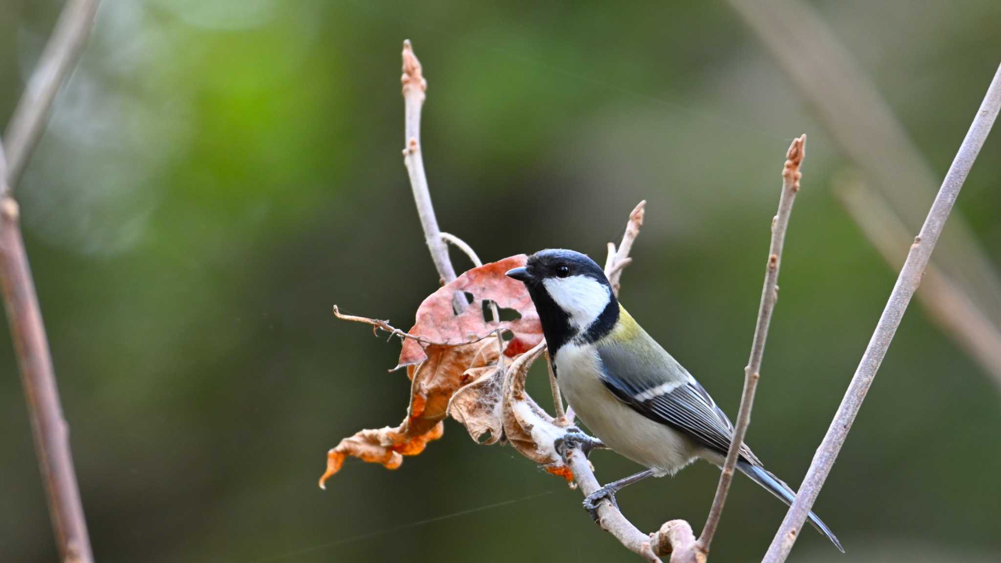 Japanese Tit