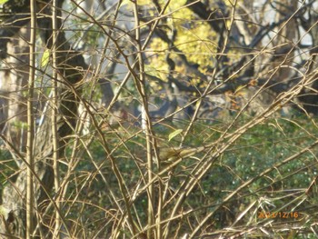 ウグイス じゅん菜池緑地(蓴菜池緑地) 2023年12月16日(土)