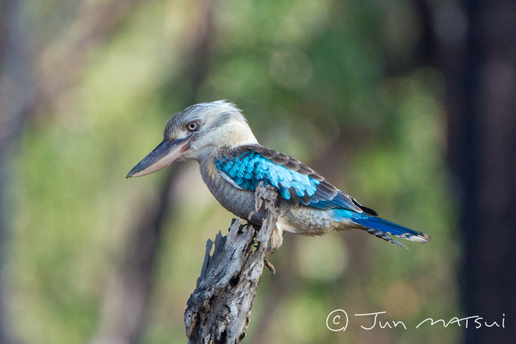 Photo of Blue-winged Kookaburra at オーストラリア・マリーバ周辺 by Jun Matsui