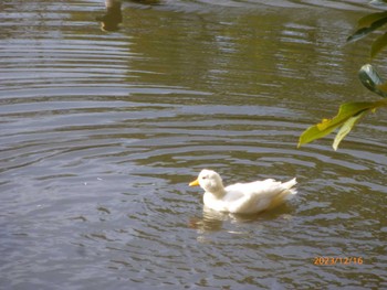 アヒル じゅん菜池緑地(蓴菜池緑地) 2023年12月16日(土)