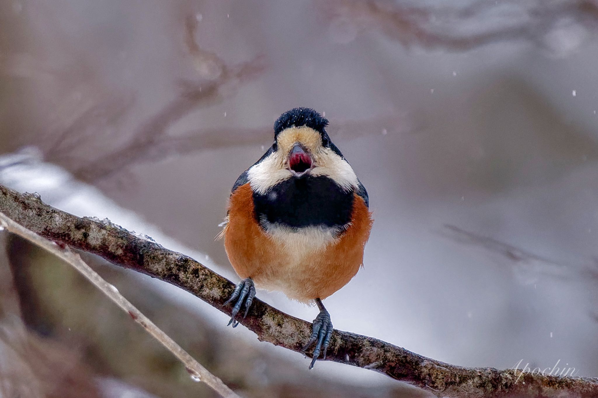 Varied Tit