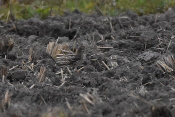 Water Pipit Unknown Spots Mon, 11/5/2018