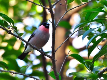 Eurasian Bullfinch(rosacea) Meiji Jingu(Meiji Shrine) Tue, 1/9/2024