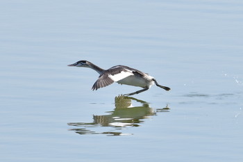 Great Crested Grebe Unknown Spots Thu, 11/8/2018