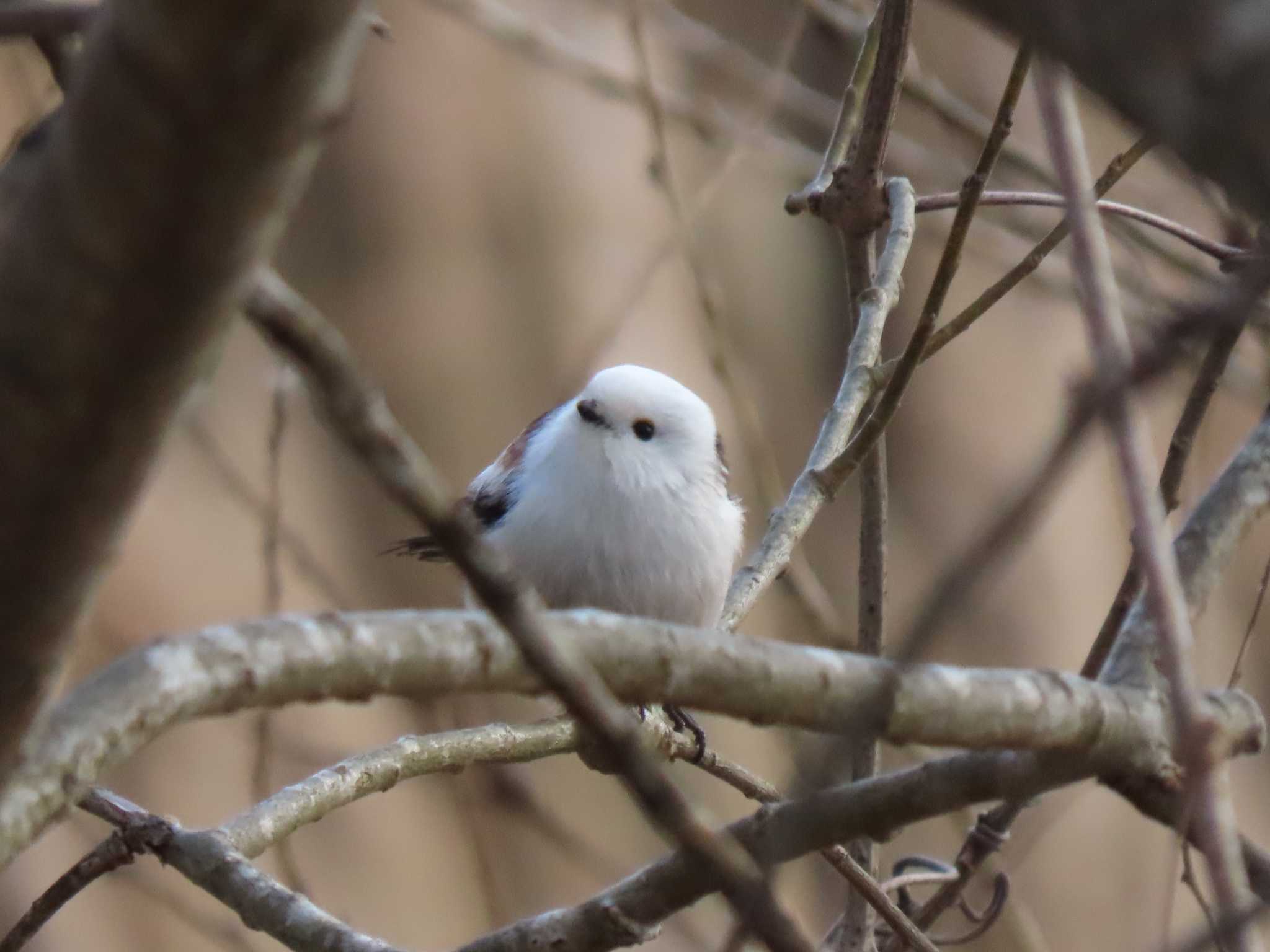 Long-tailed tit(japonicus)