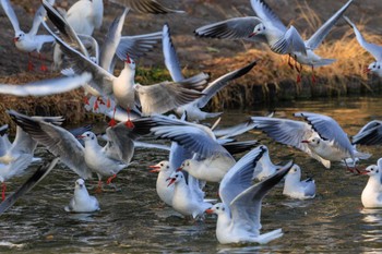 Black-headed Gull Akashi Park Tue, 1/9/2024