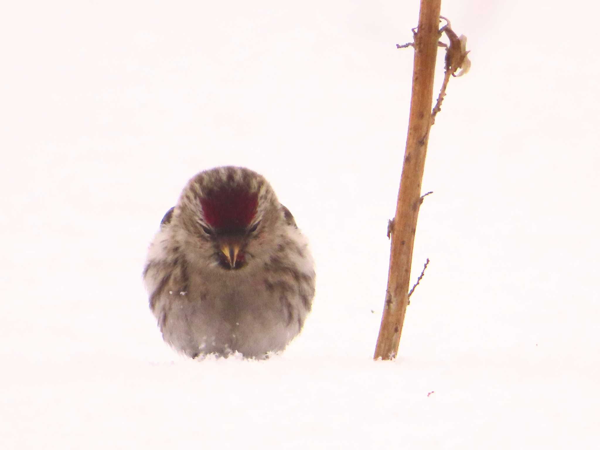 Photo of Common Redpoll at Makomanai Park by ゆ