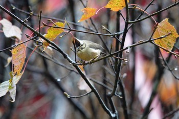 Taiwan Yuhina 阿里山国家森林遊楽区 Tue, 1/23/2024