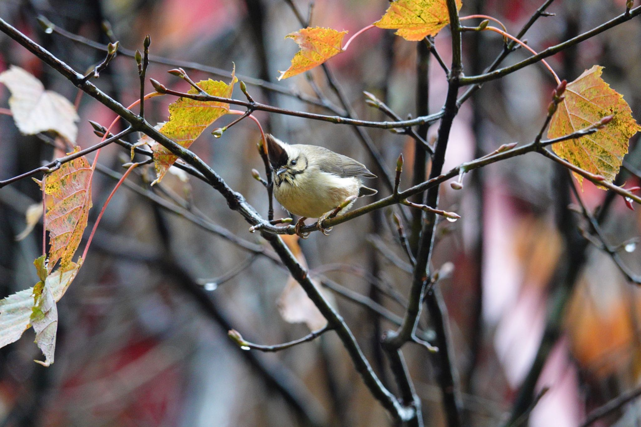 Taiwan Yuhina