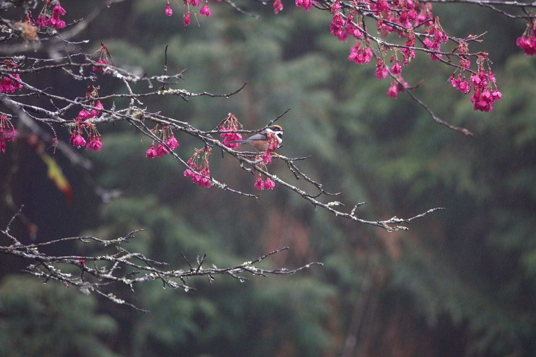 Photo of Black-throated Bushtit at 阿里山国家森林遊楽区 by のどか