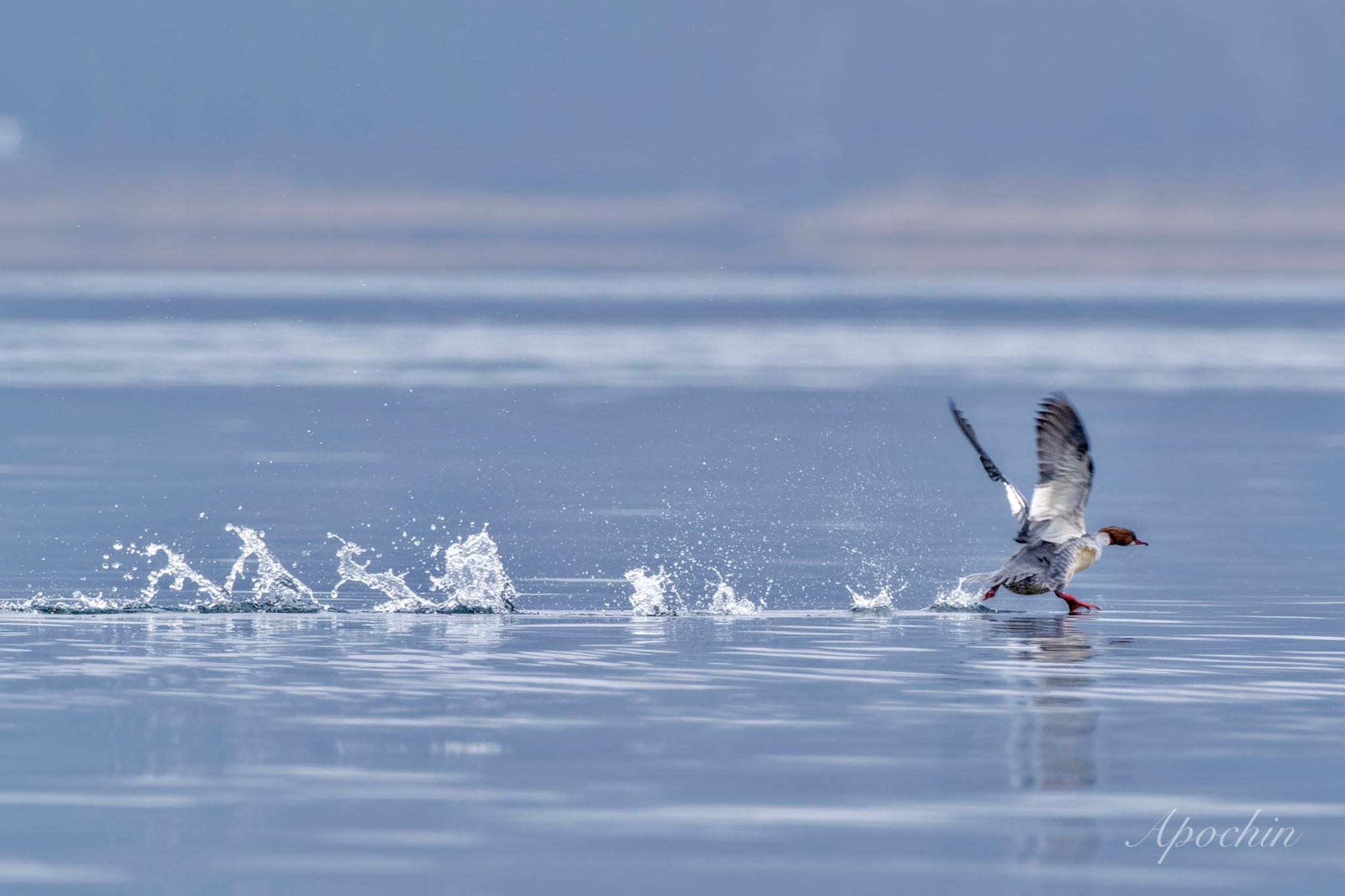 Common Merganser