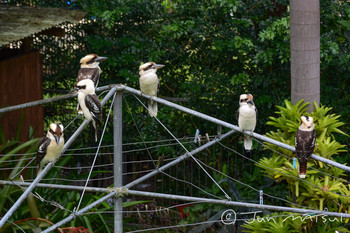 Laughing Kookaburra オーストラリア・ケアンズ周辺 Unknown Date