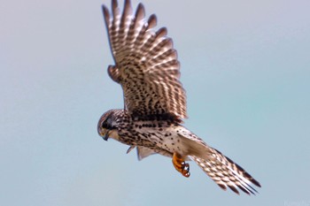 2024年2月4日(日) 江戸川河川敷の野鳥観察記録