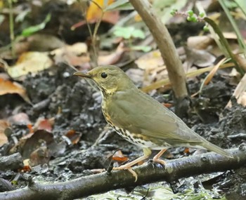 Japanese Thrush Unknown Spots Unknown Date