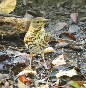 Japanese Thrush Unknown Spots Unknown Date