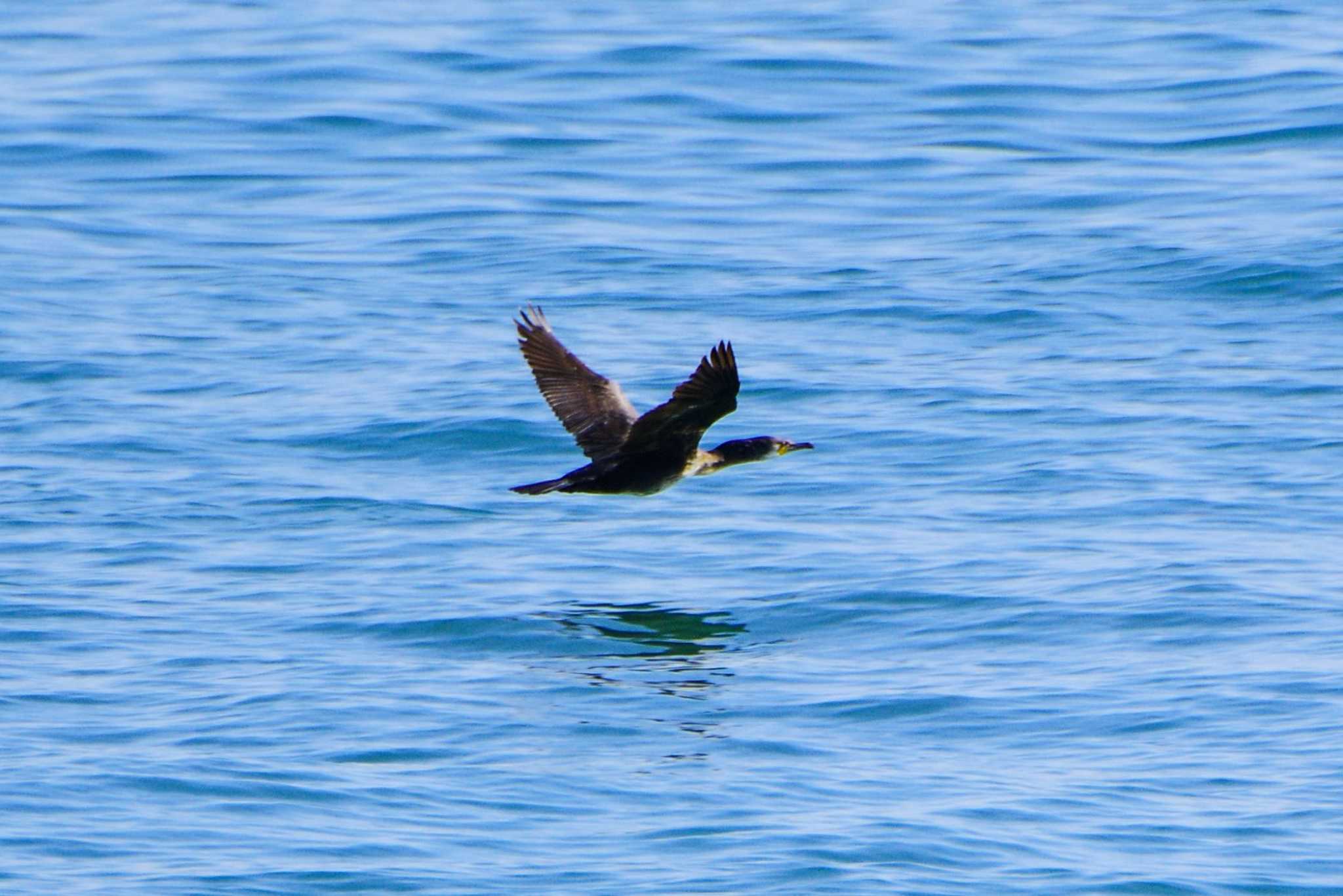 Photo of Japanese Cormorant at 平磯海岸 by BW11558