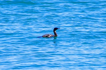 Pelagic Cormorant 平磯海岸 Sat, 2/3/2024