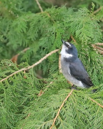 Ryukyu Minivet 自宅前 Wed, 3/1/2023