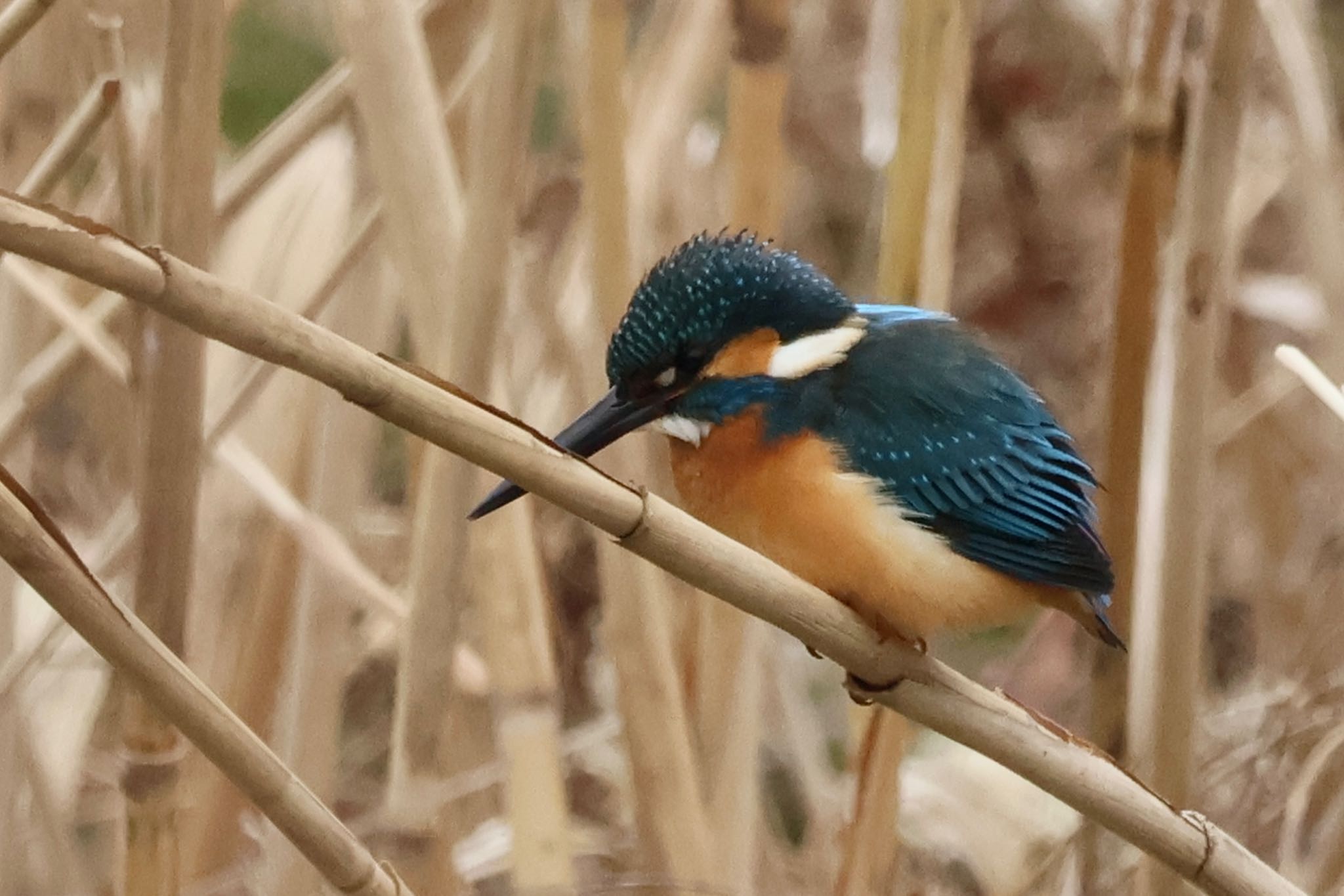 Common Kingfisher