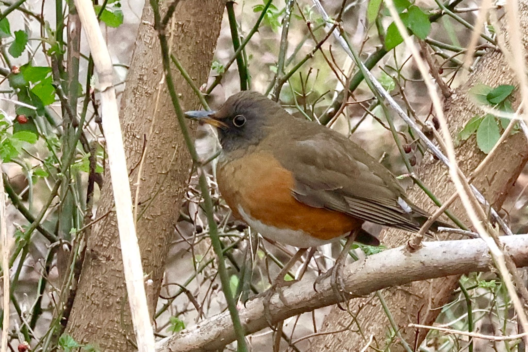 2024年2月4日(日) 秋ヶ瀬公園の野鳥観察記録 by カバ山PE太郎 | ZooPicker