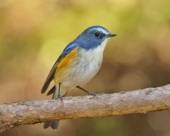 ルリビタキ 厚木七沢森林公園 2023年2月18日(土)