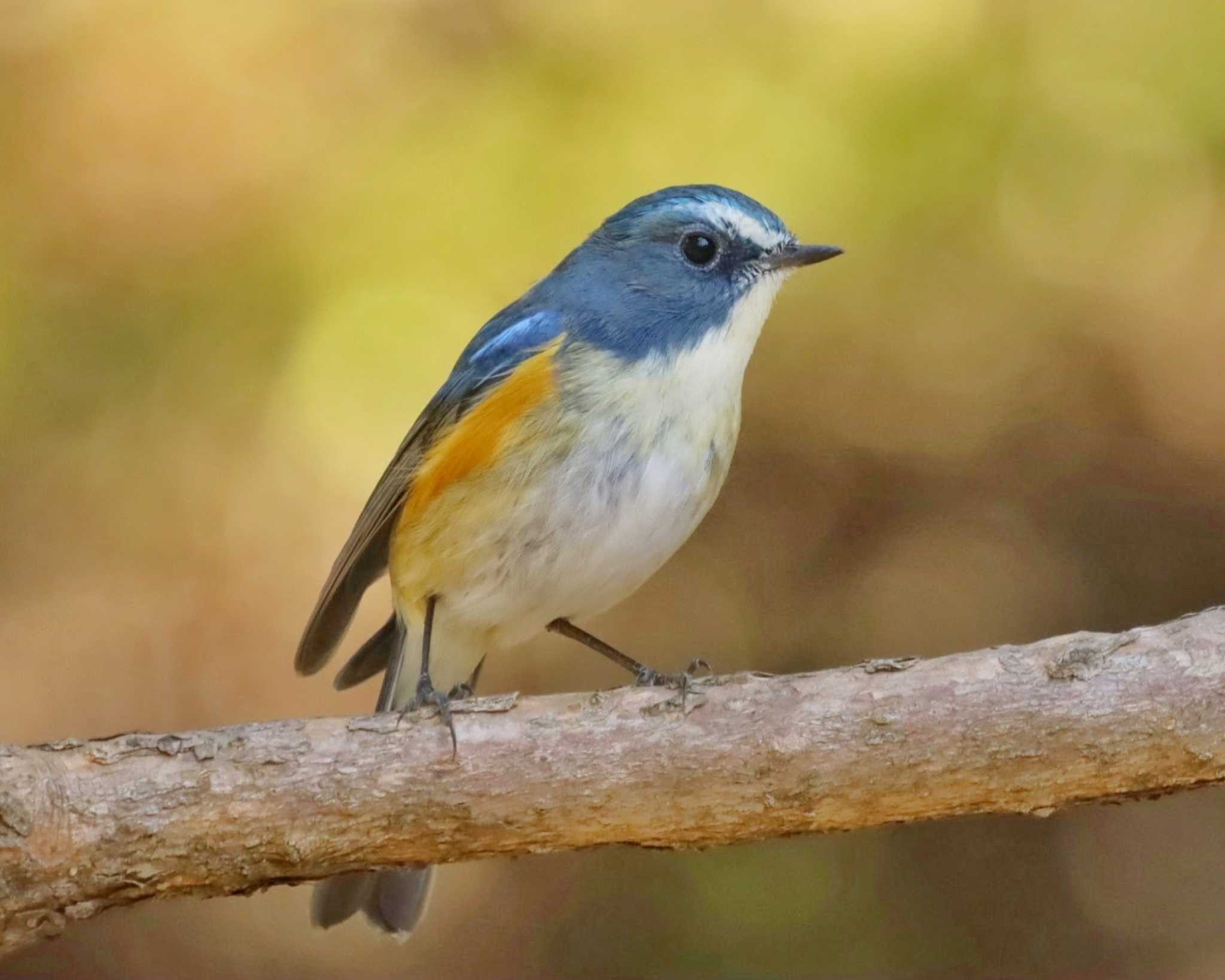 Photo of Red-flanked Bluetail at 厚木七沢森林公園 by ruri