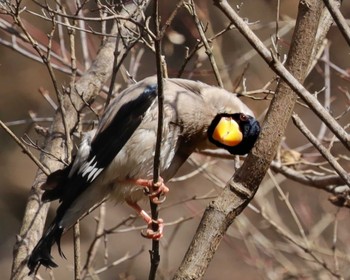 Japanese Grosbeak 厚木七沢森林公園 Sat, 2/18/2023