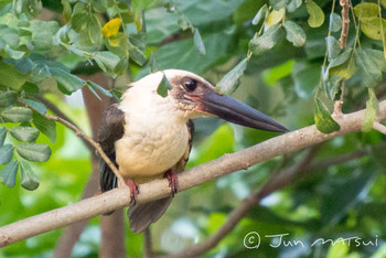 Great-billed Kingfisher スラウェシ島 Unknown Date