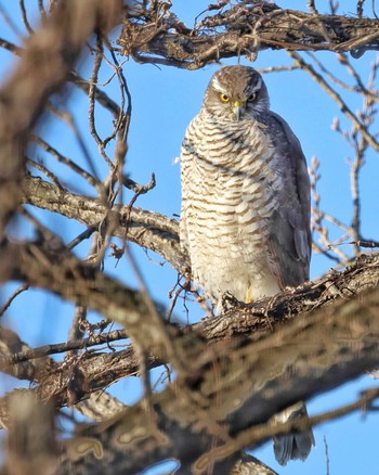 Eurasian Sparrowhawk Unknown Spots Sun, 2/5/2023