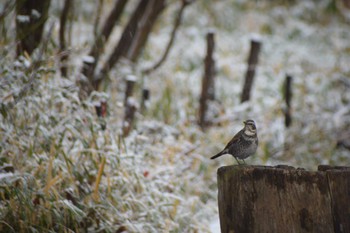 Dusky Thrush ＭＦ Mon, 2/5/2024