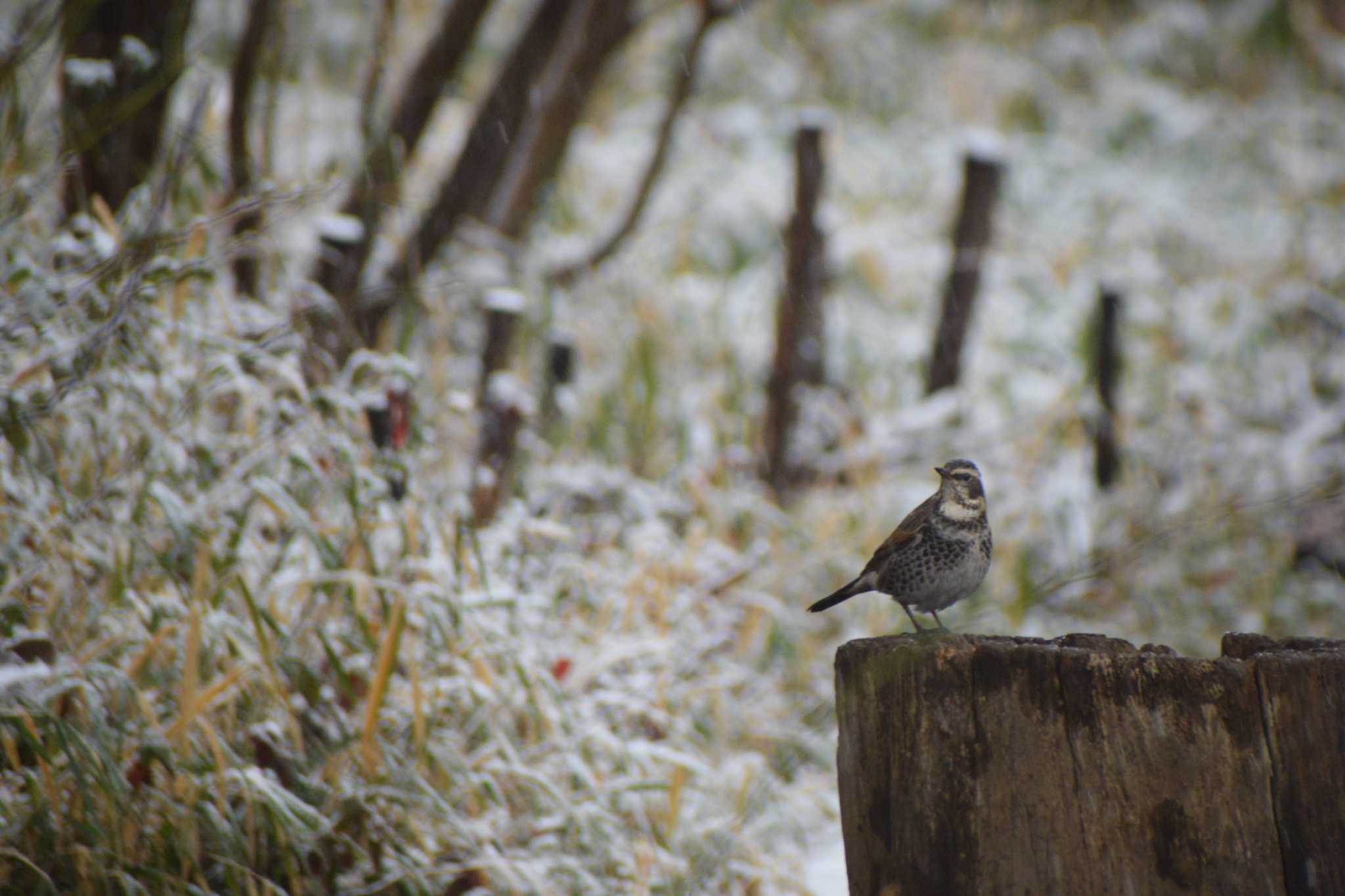 Dusky Thrush