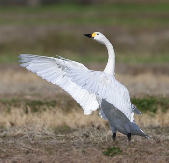 Tundra Swan 滋賀県湖北 Sat, 2/3/2024