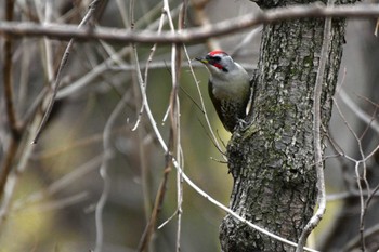 Japanese Green Woodpecker Akigase Park Fri, 2/2/2024