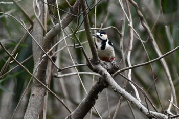 Great Spotted Woodpecker Akigase Park Fri, 2/2/2024