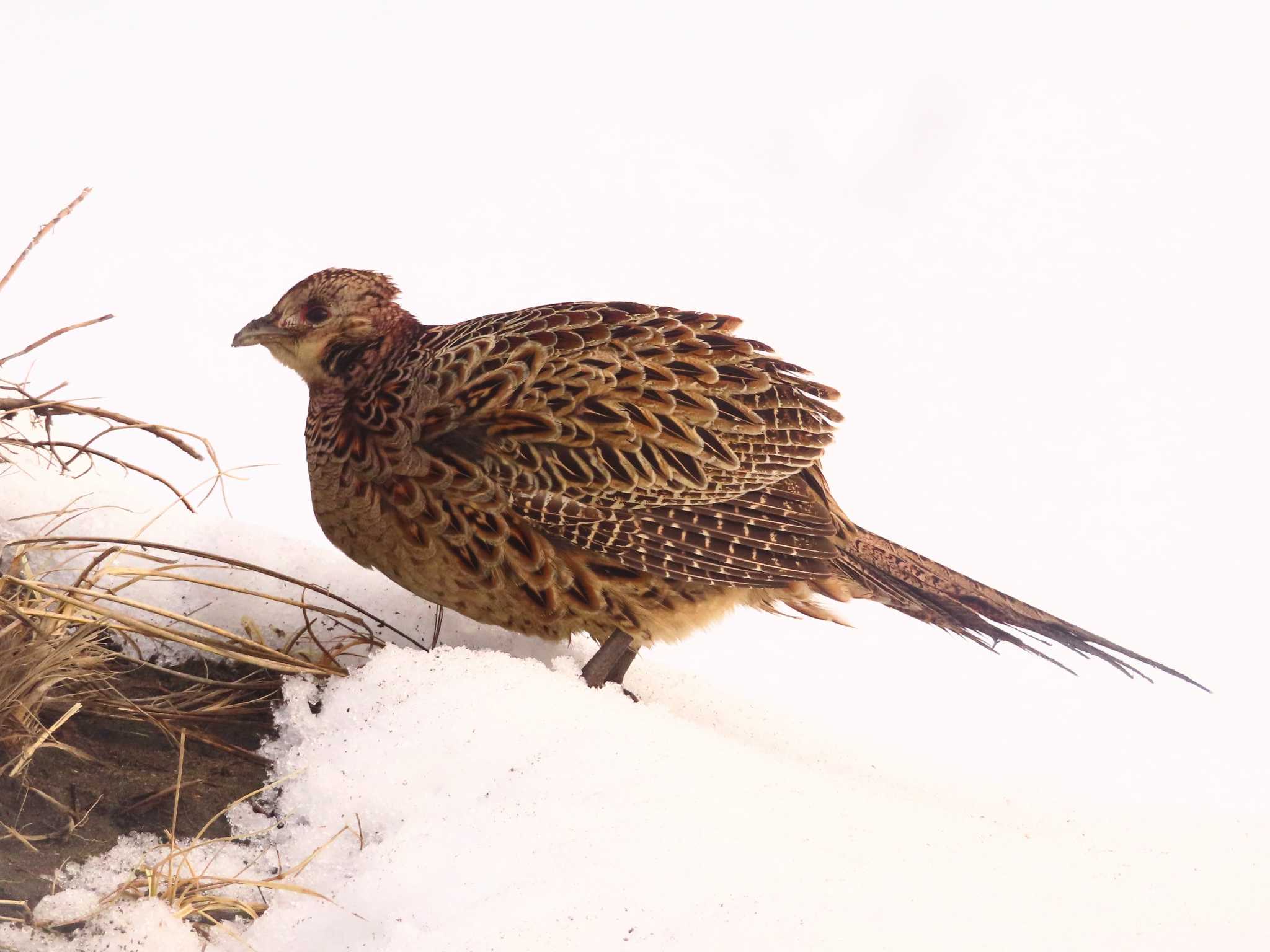 Photo of Common Pheasant at 石狩川河口 by ゆ