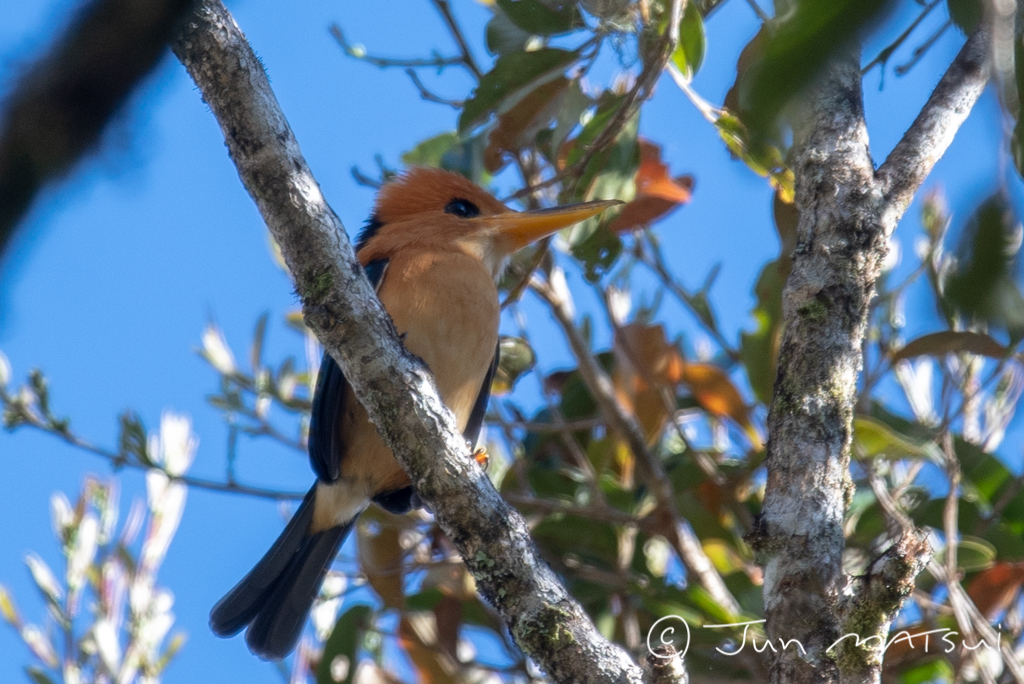 Photo of Mountain Kingfisher at Mt. Hagen by Jun Matsui