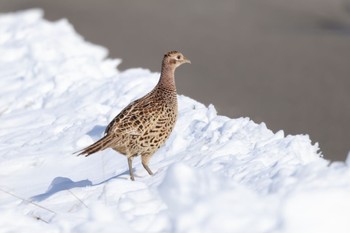 Common Pheasant 鵡川漁港 Mon, 2/5/2024