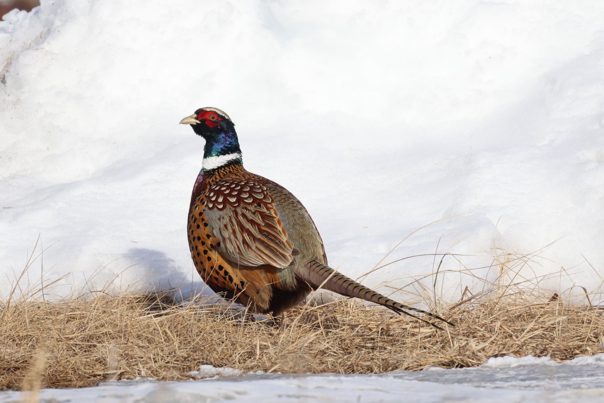 Photo of Common Pheasant at 鵡川漁港 by will 73