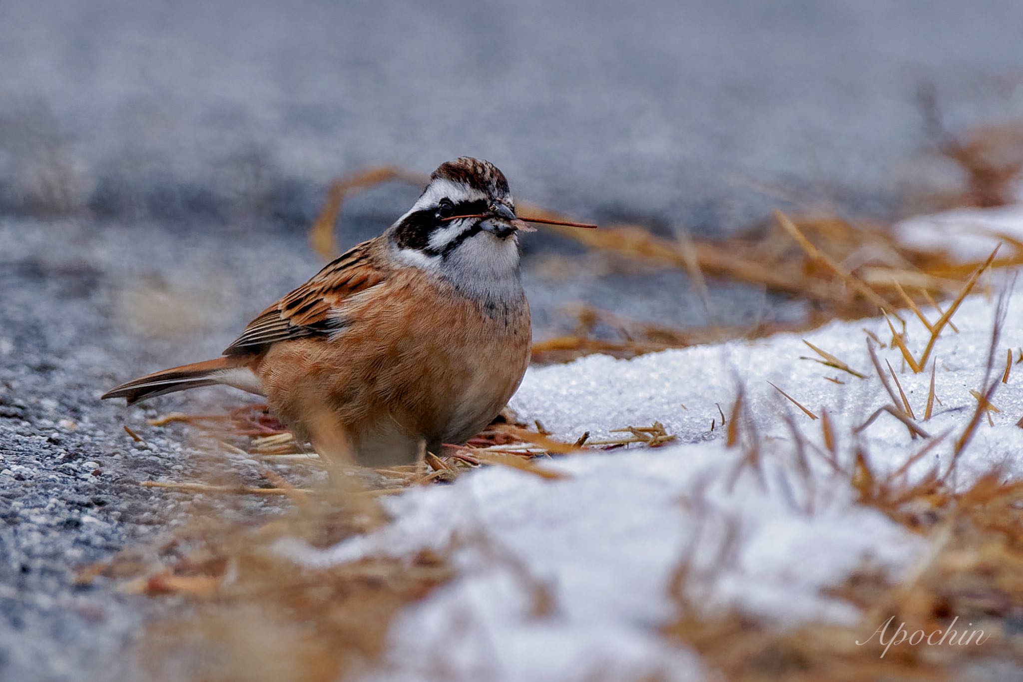 Meadow Bunting