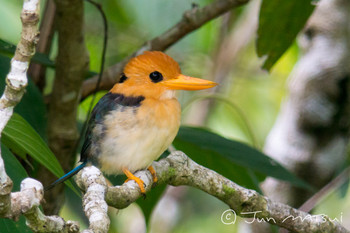Yellow-billed Kingfisher パプアニューギニア・ポートモレスビー周辺 Unknown Date